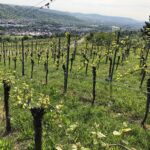 Blick über junge Weinreben an einem Hang auf einen Ort im Tal, mit bewaldeten Höhen im Hintergrund.