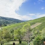 Weite grüne Weinberglandschaft an einem Hang, davor Bäume und Gärten, unter blauem Himmel mit hellen Wolken.
