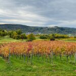 Reihen von Weinreben in Herbstfarben ziehen sich durch die Landschaft, dahinter liegen Wiesen, Bäume und Hügel