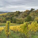 Gelb gefärbte Weinberge liegen an einem Hang, umgeben von herbstlichen Bäumen unter grauem Himmel.