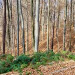 Blick in einen lichten Hangwald mit schlanken Baumstämmen, trockenem Laub und niedrigem Grün im Vordergrund.