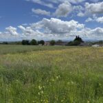 Weite Wiese mit gelben Wildblumen vor wenigen Häusern unter großem Himmel mit markanten Wolken.